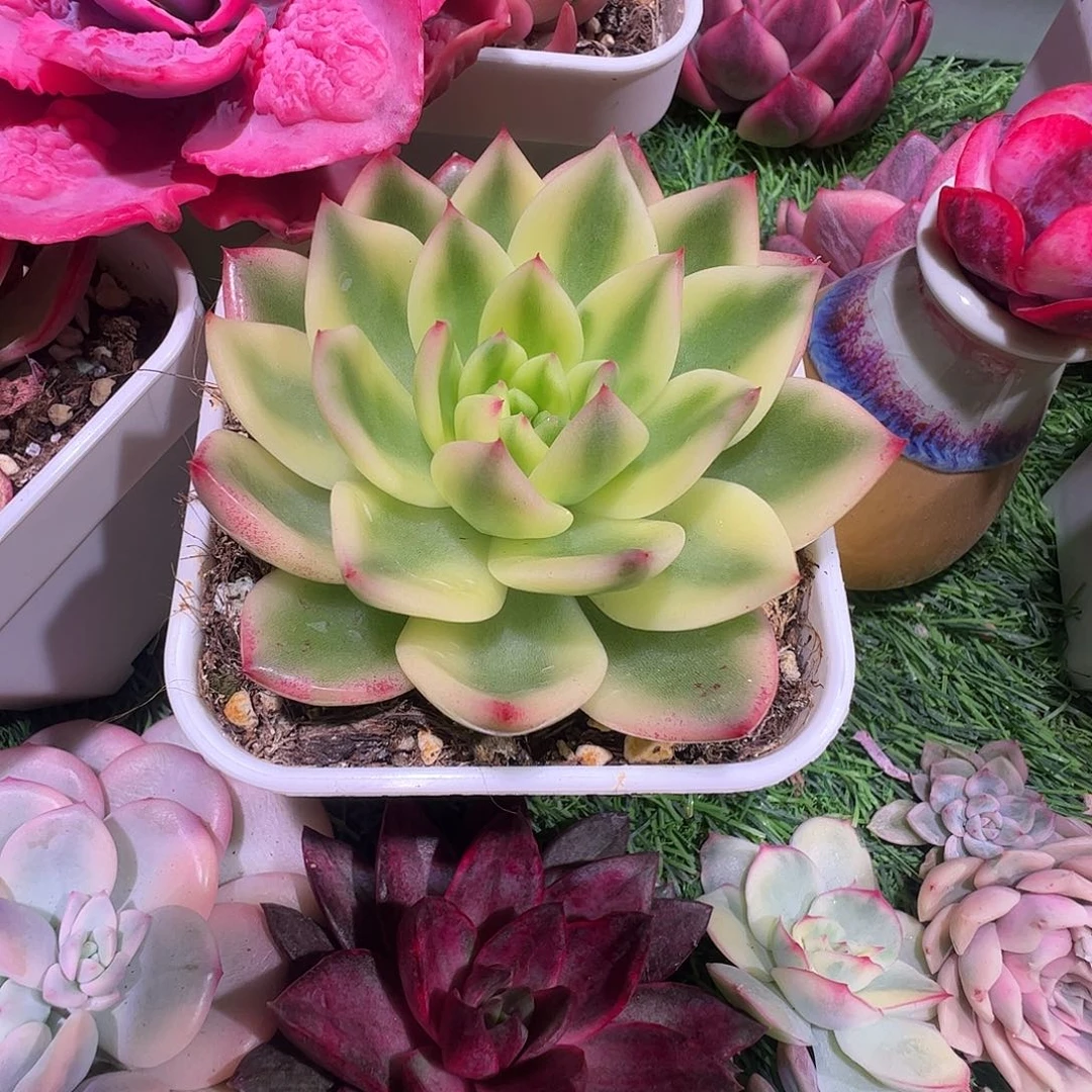 初恋锦多肉植物锦