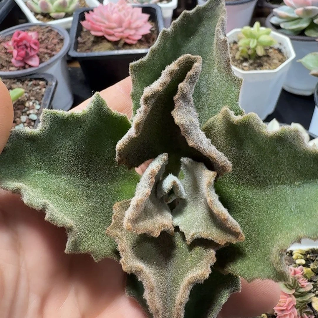 青***驴小方花圃一物一拍