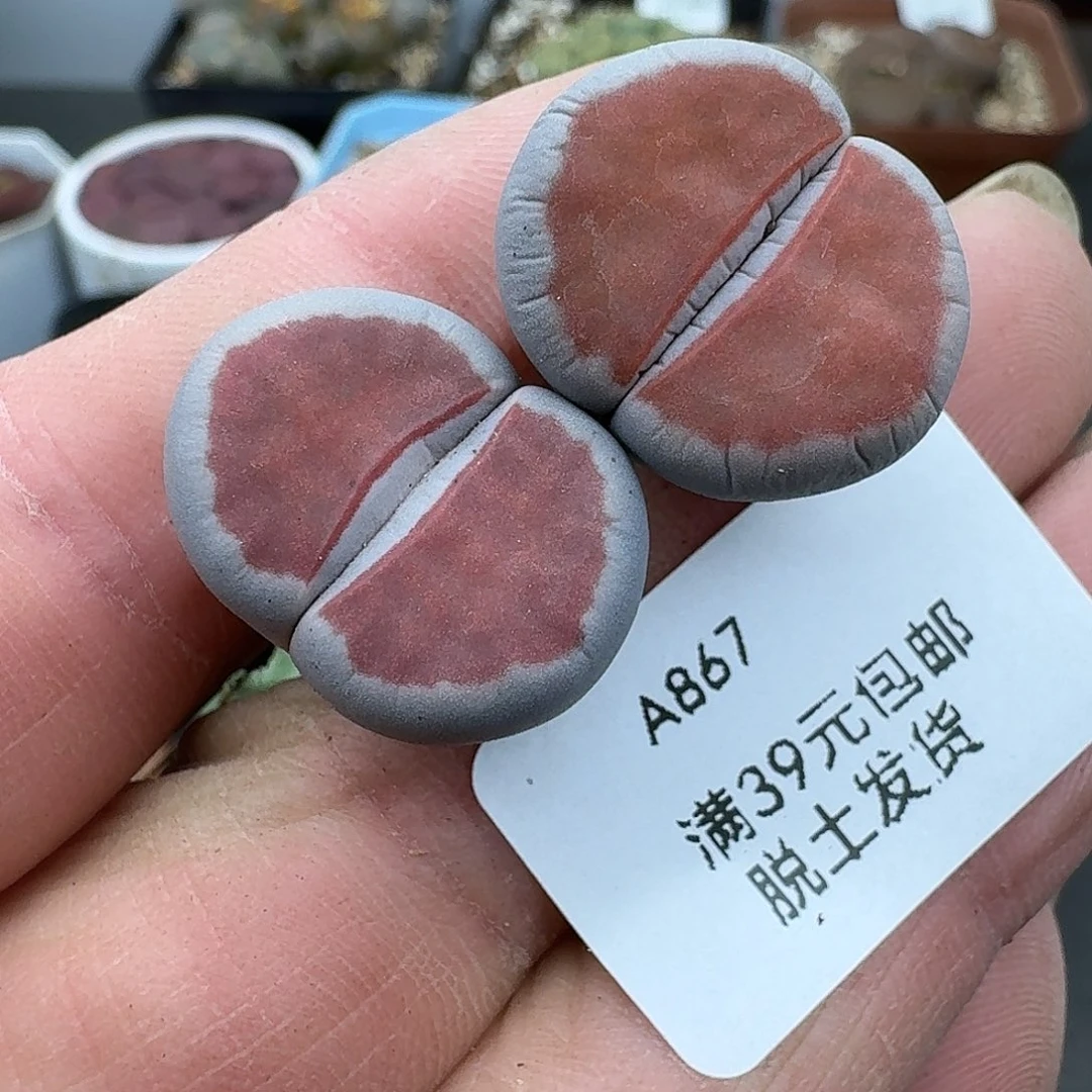 867多肉哈哈哈哈哈哈