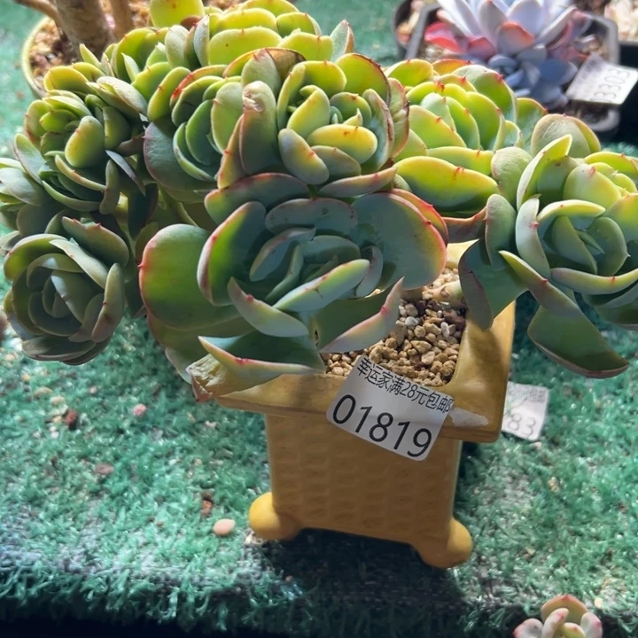 幸运儿是一位非常优秀且