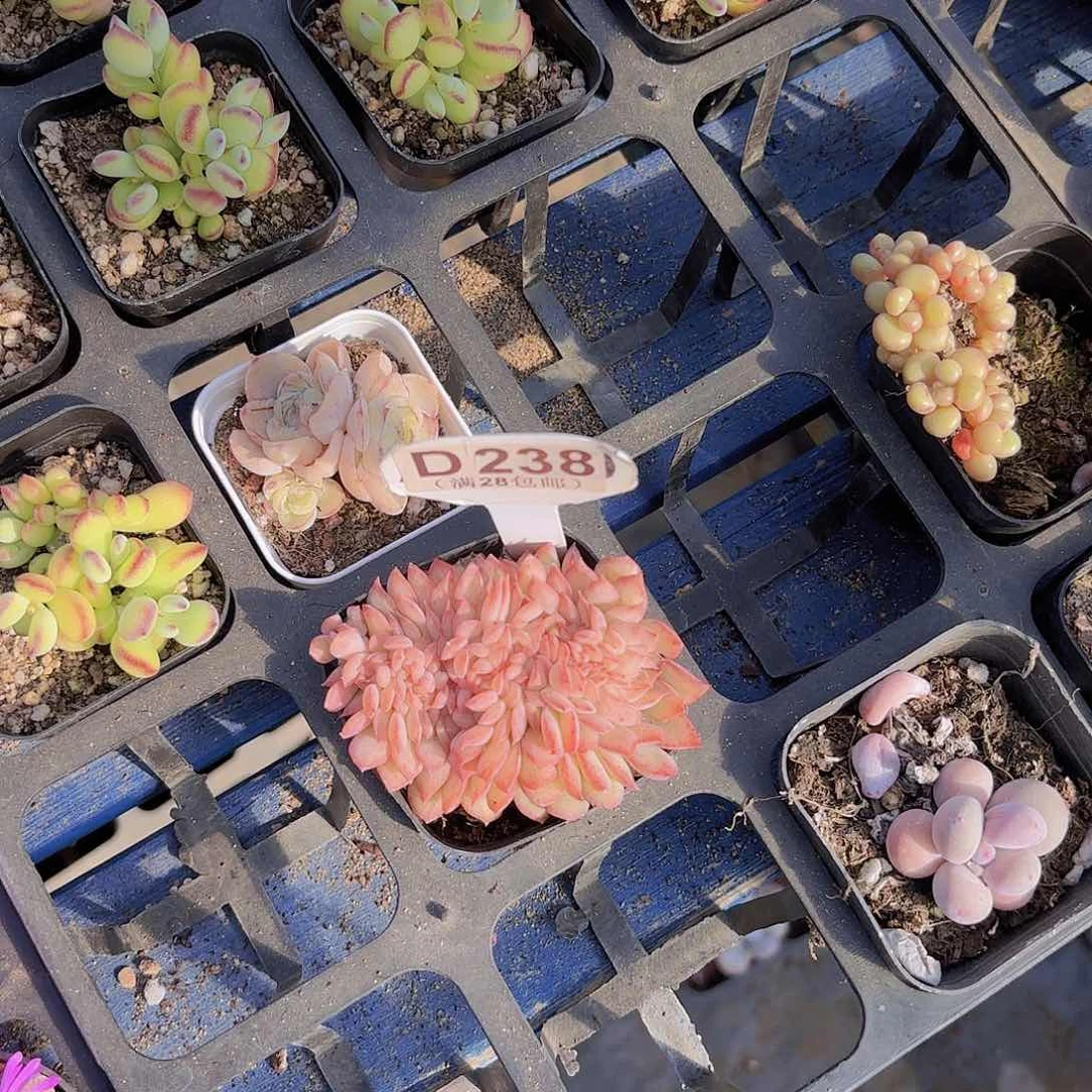 是**啊D238荷花缀一物一拍