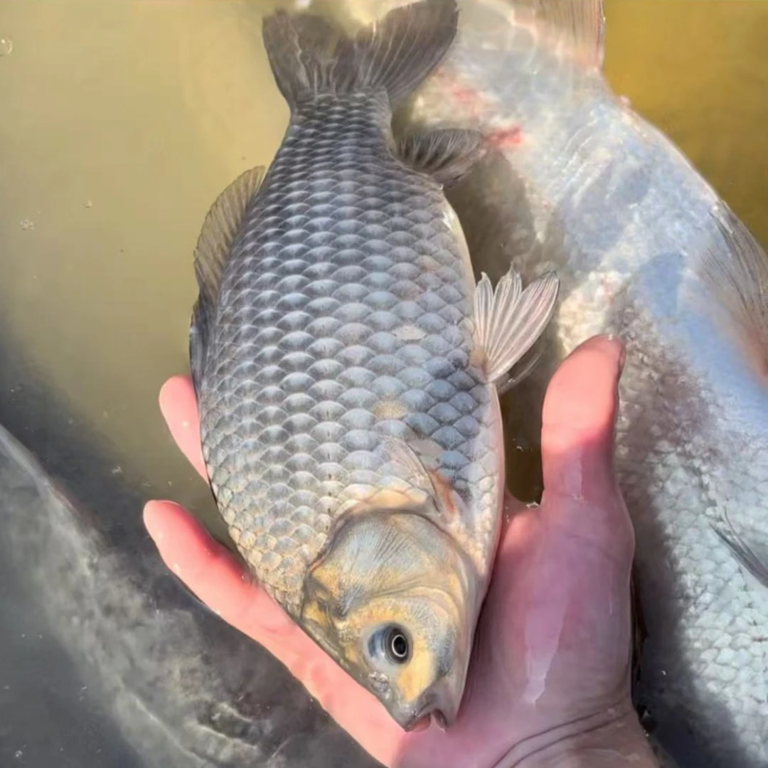 彭泽鲫鱼  高背鲫鱼 大板鲫鱼 宠物水族