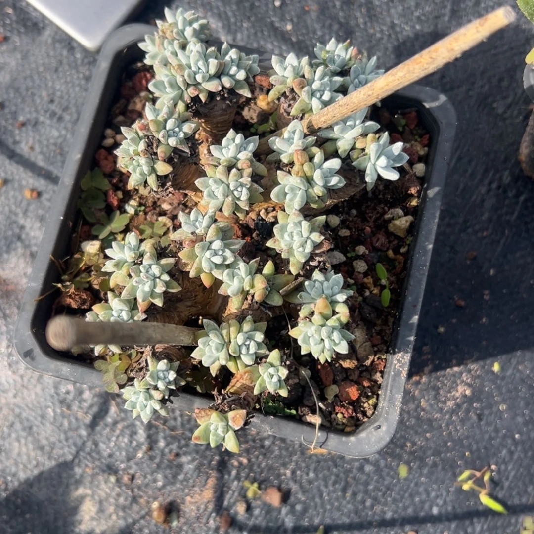 31头格诺玛～一物一拍531