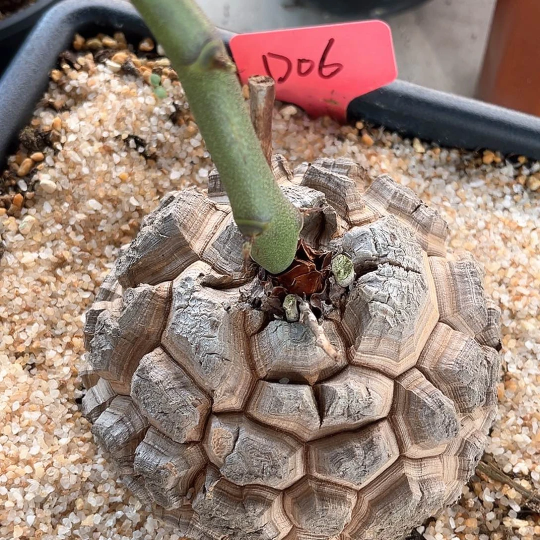 潮流植物精品足球南非龟，D06