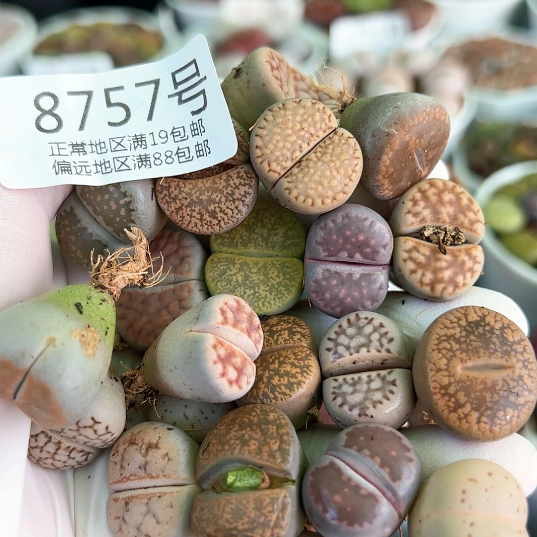 好养易活生石花大母本8757共20颗1.5-2cm