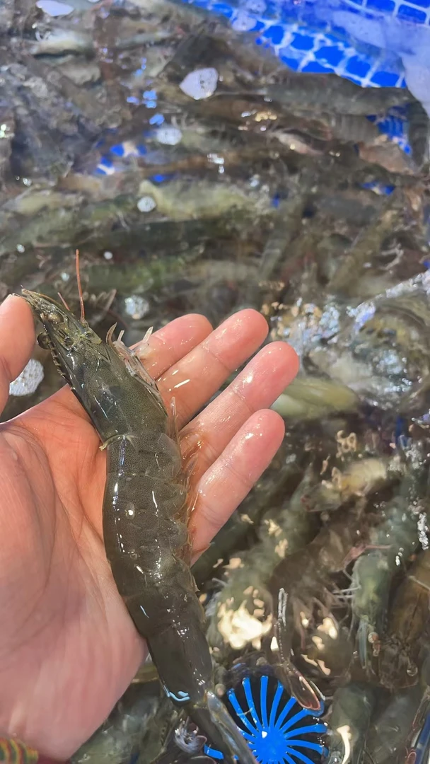 大连瓦房店复州湾鲜活大海虾，18-20只/斤，加冰发货