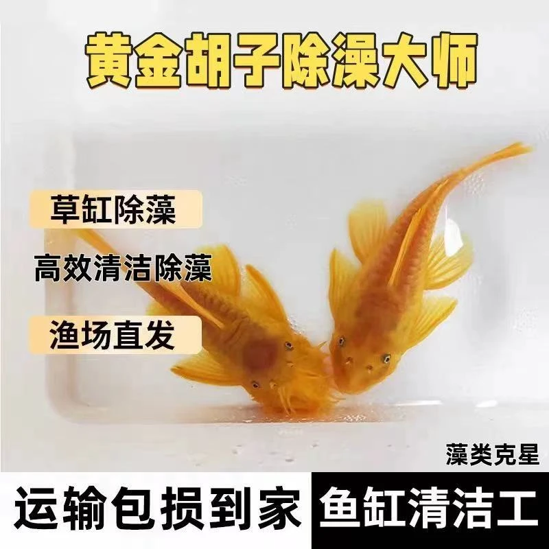 观赏鱼黄金胡子鱼红眼蓝眼大帆工具鱼净化鱼缸除藻新手清洁鱼