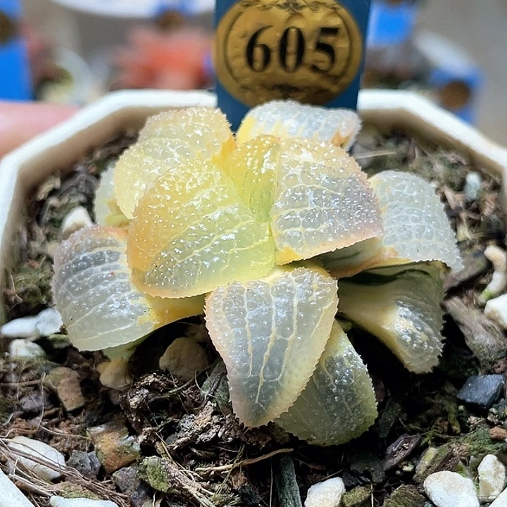 605包子糊斑天空之境一物