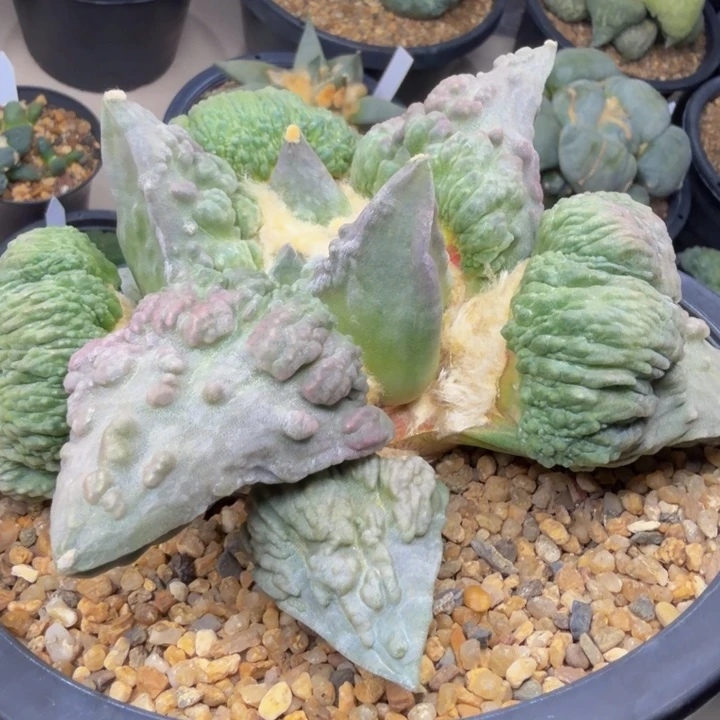 紫龙血怒捡漏外星怒家的