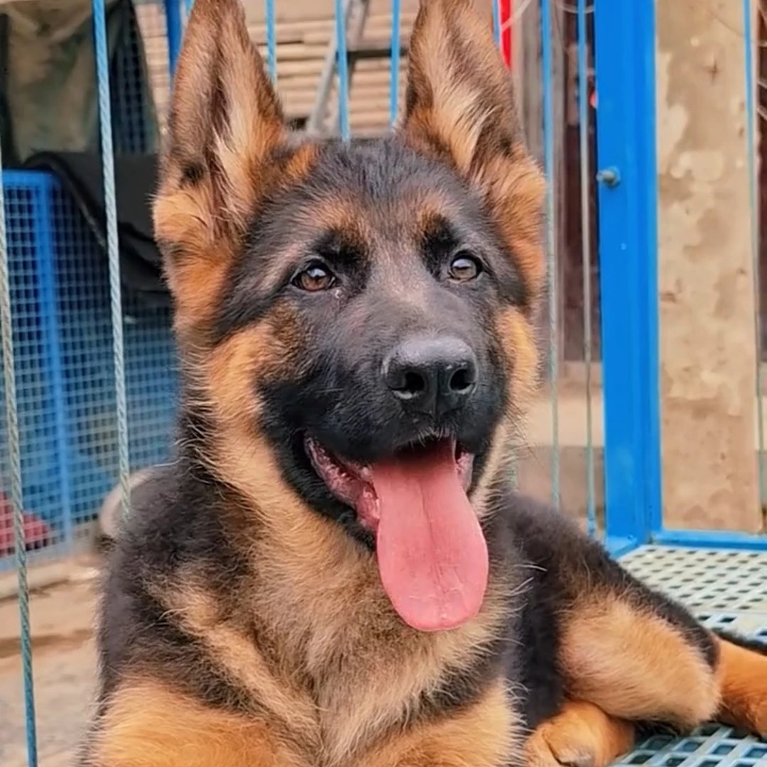 德牧幼犬购买德牧小狗出售德牧狗崽德国牧羊犬纯种德牧德牧活幼犬