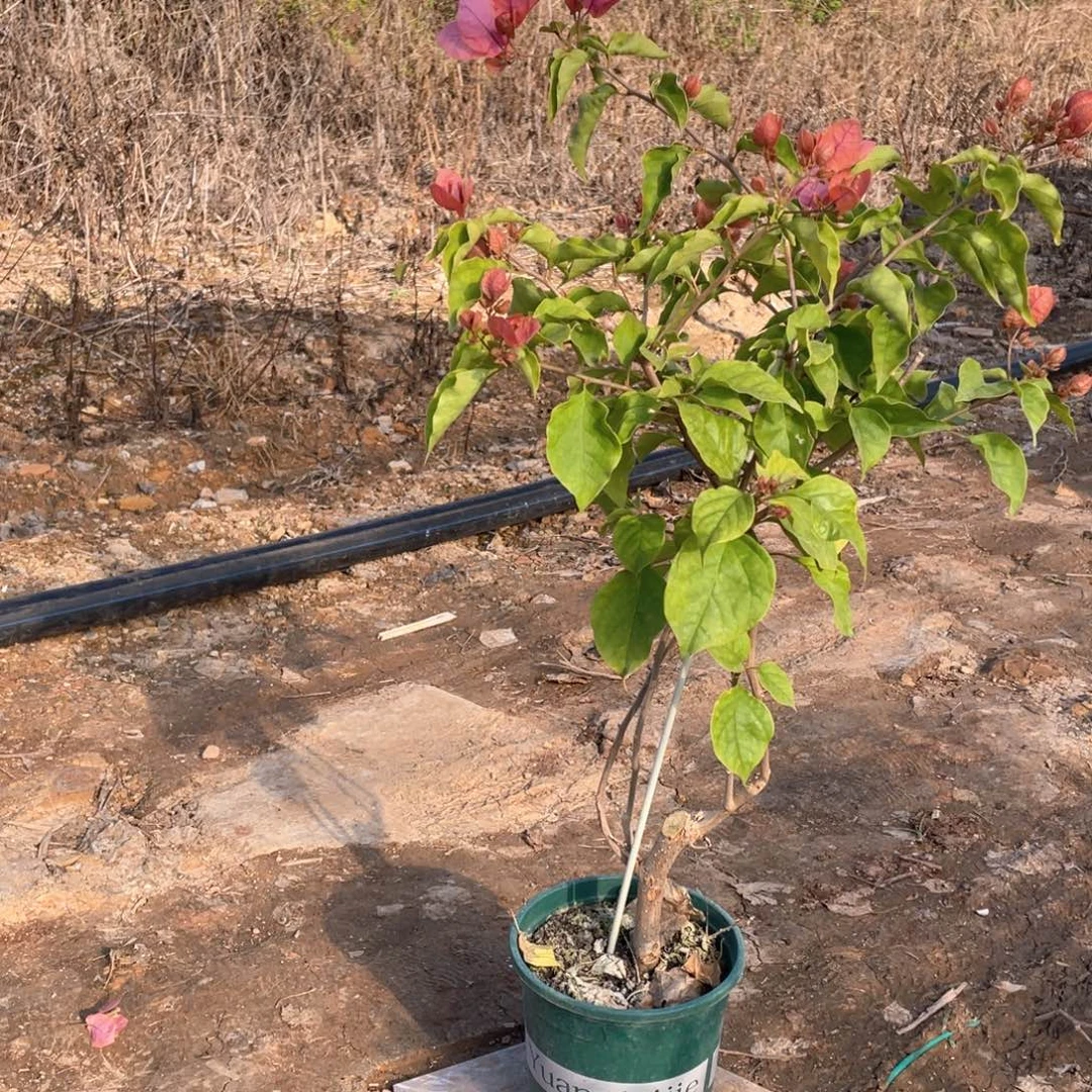 靠****全部花朵橙粉公主C22