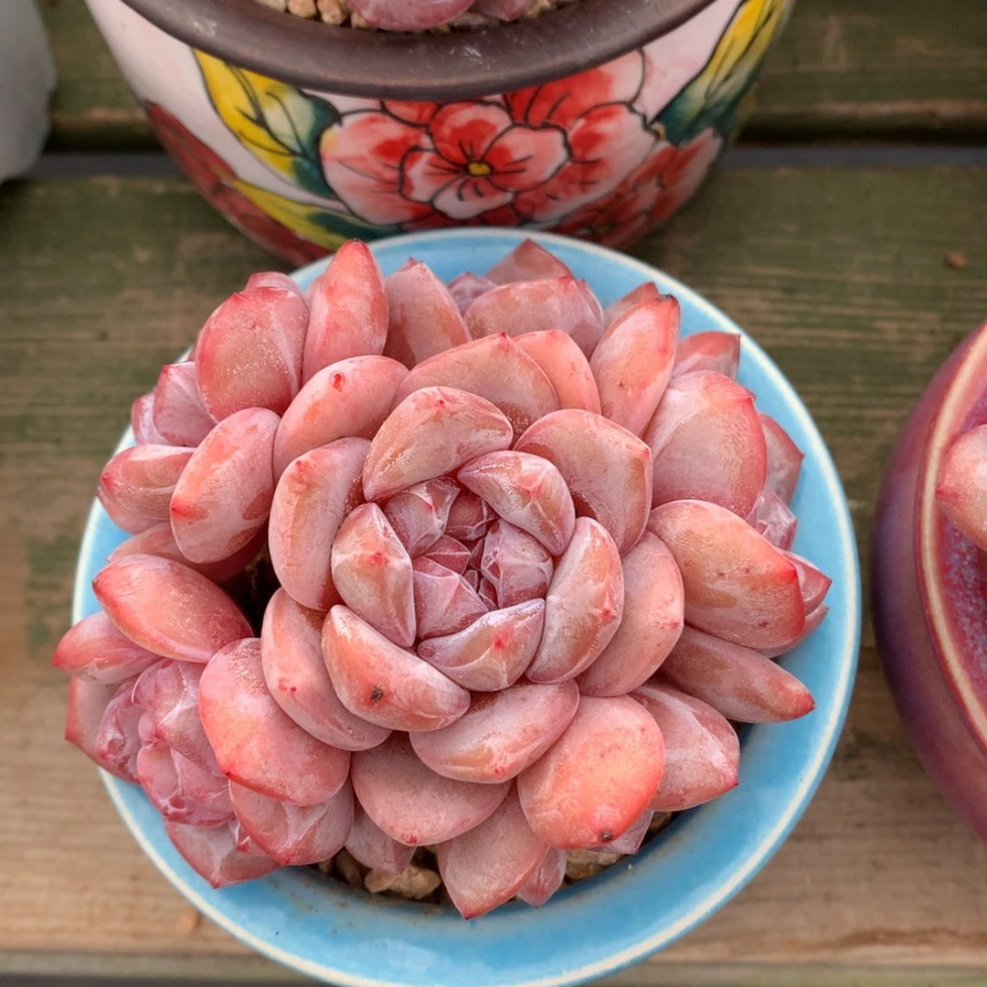 我们家的小姐姐们