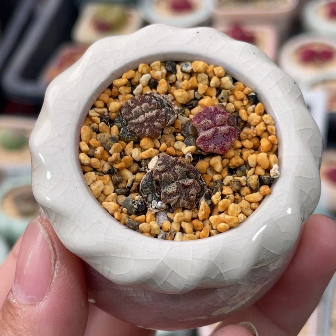 2979--一物一拍 带盆 超碟