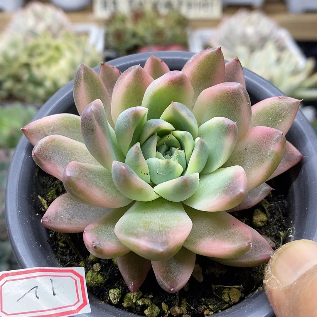 1812 西施覆轮锦 需延时发货