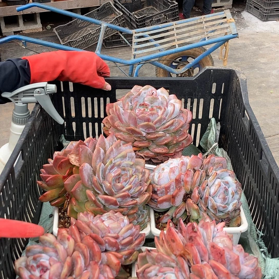 橙梦露单头随机白方盆随机