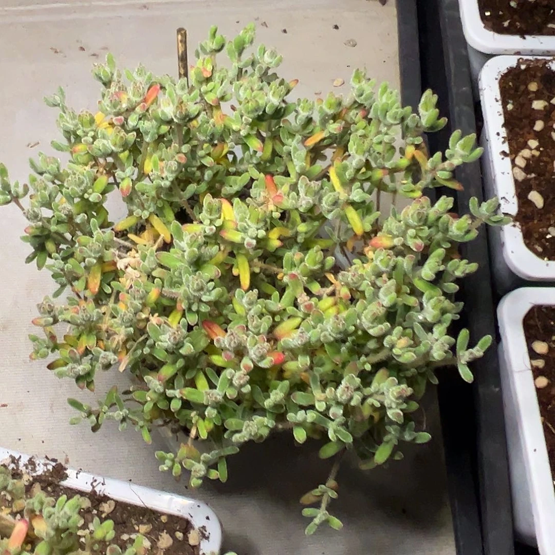 红宝石10方老桩福利