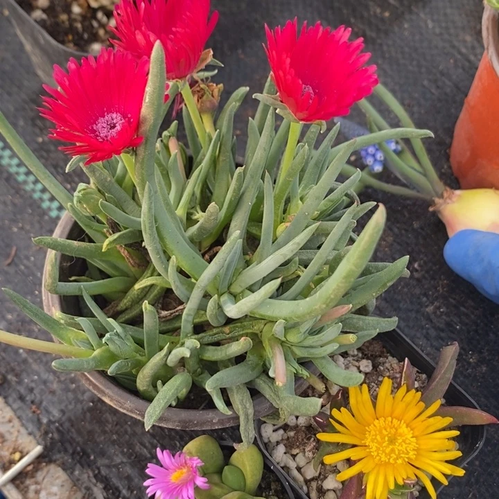 三颗开花肉肉，一单包邮