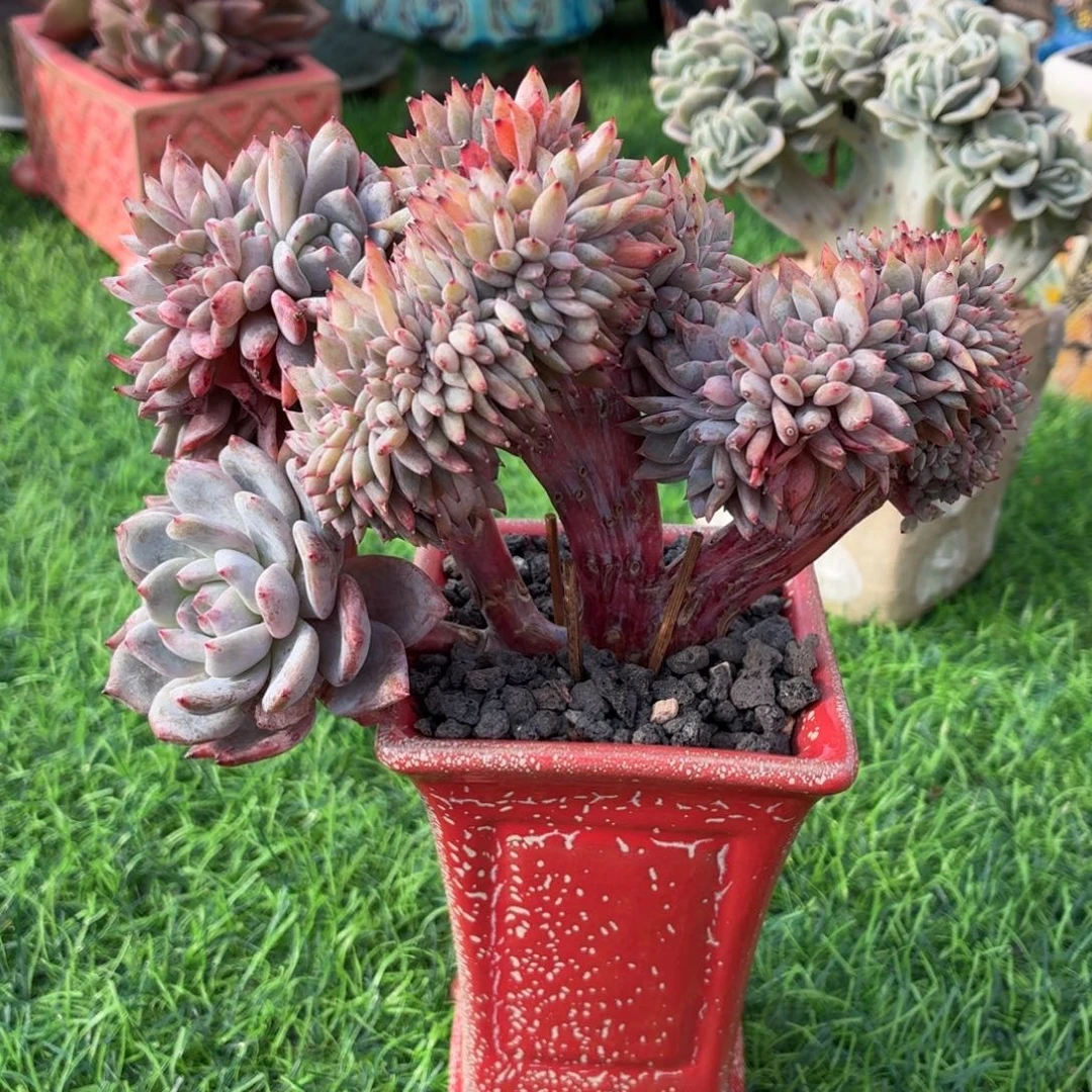 多肉植物 星影缀-4