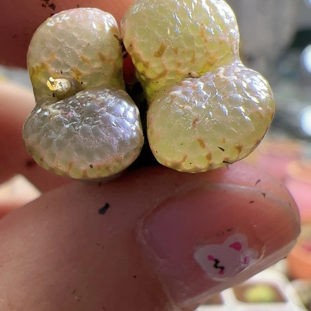 【闪购商品】173 全窗泡泡勋章