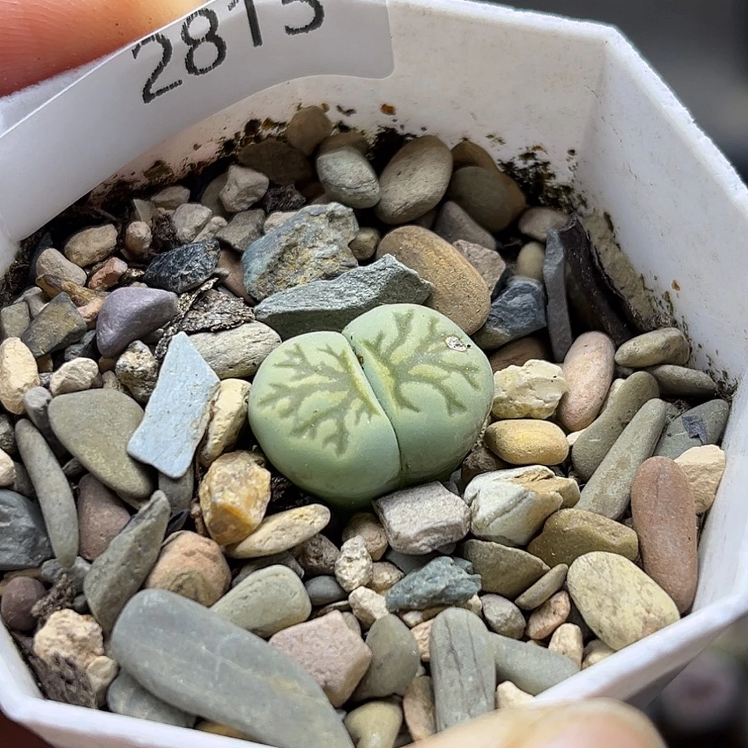一物一拍菊文章2815绿菊化石