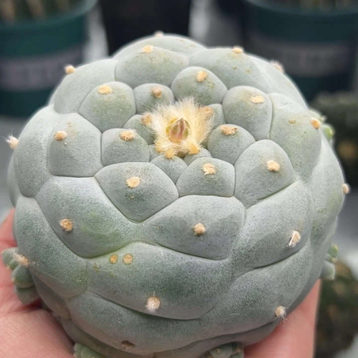 333可帮发根可发货