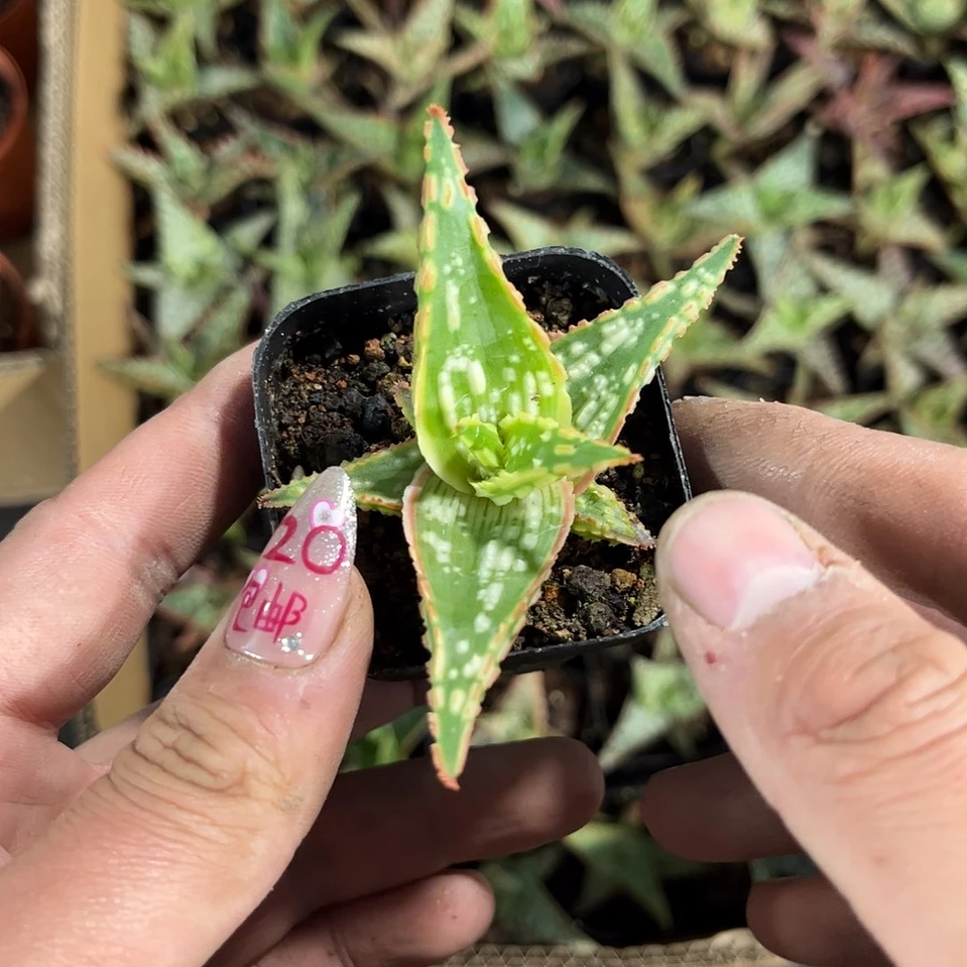 花园芦荟单头发货有根发货