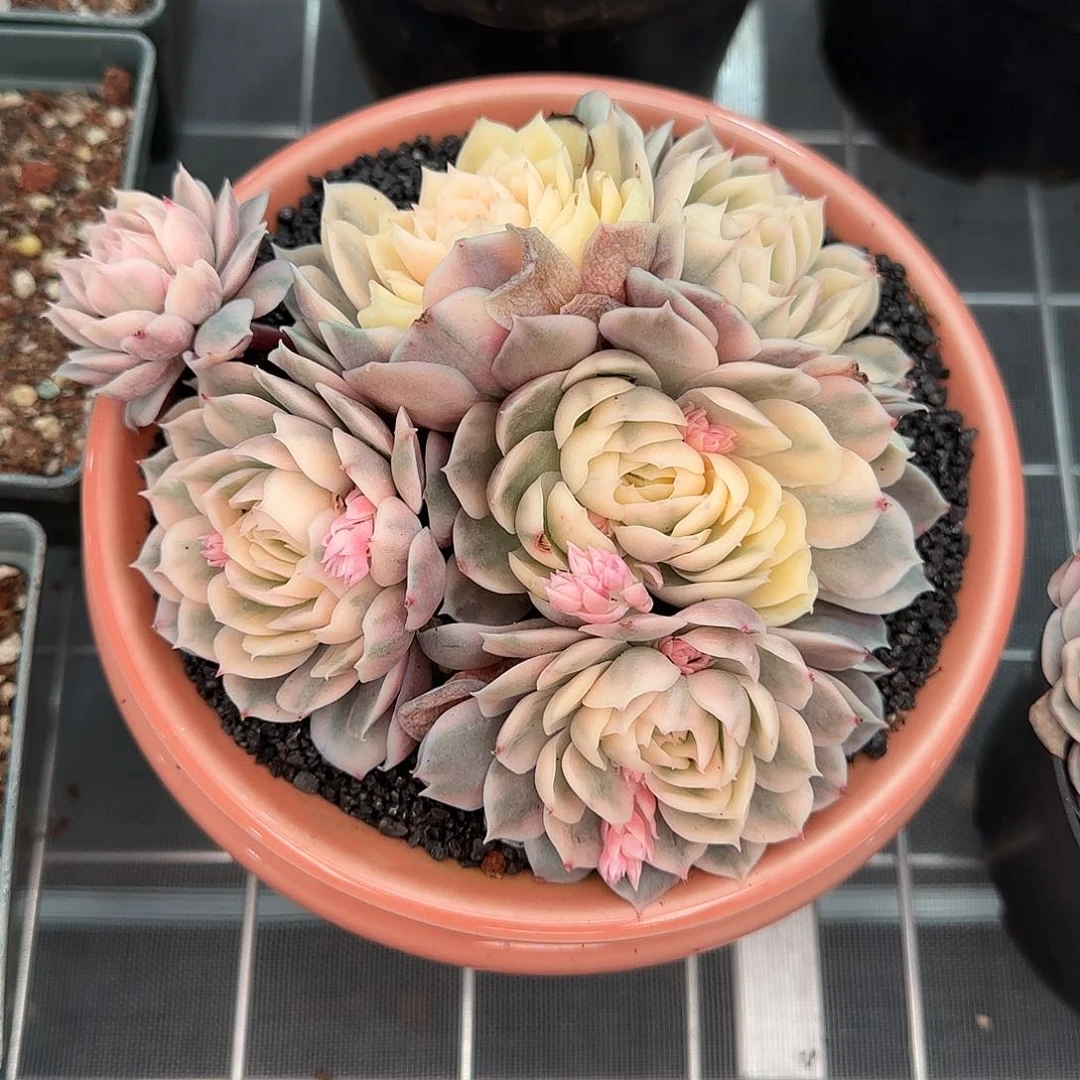 从前慢花园精选昂斯诺锦群