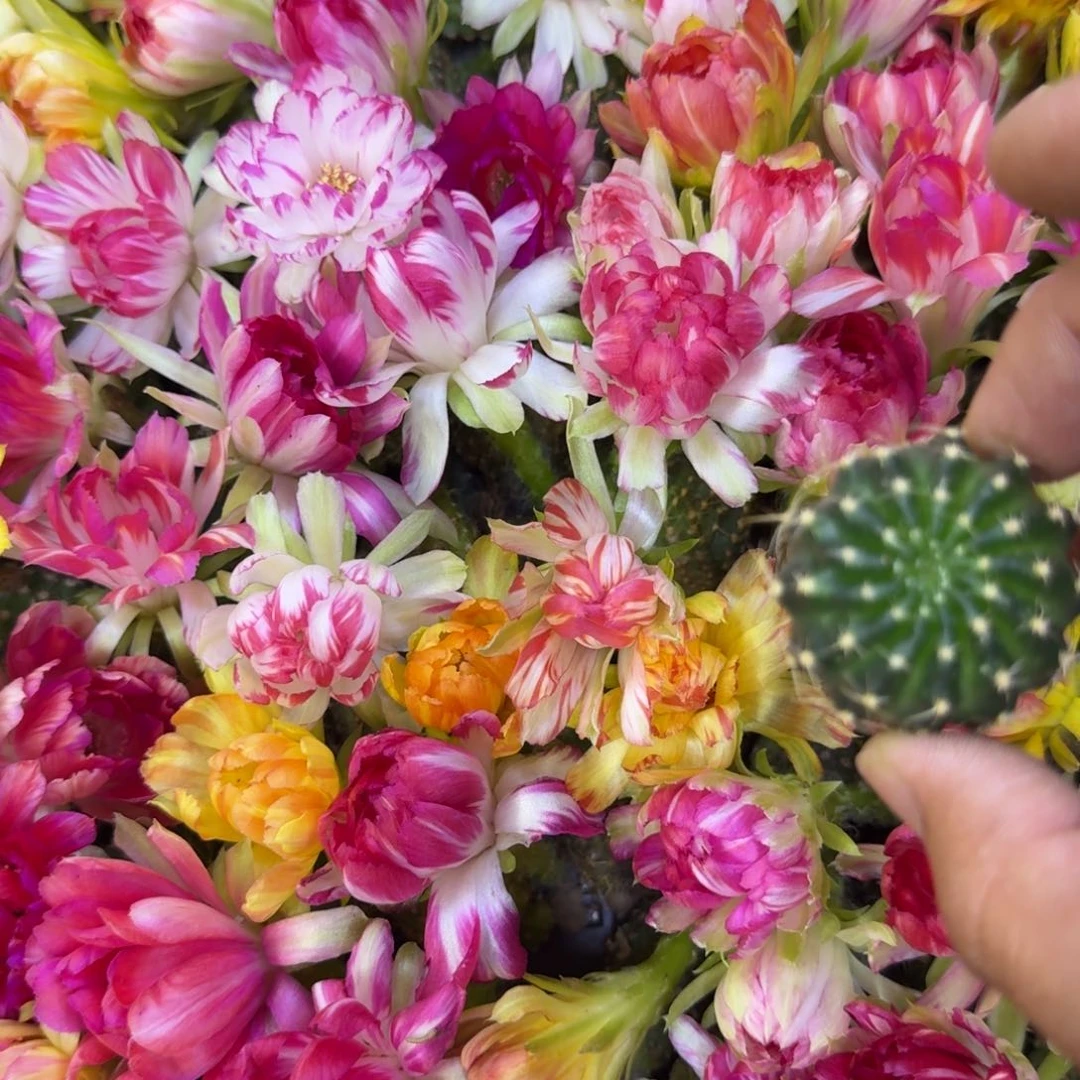 1新品荷花丽花歪3公分左右无根侧牙，20包邮