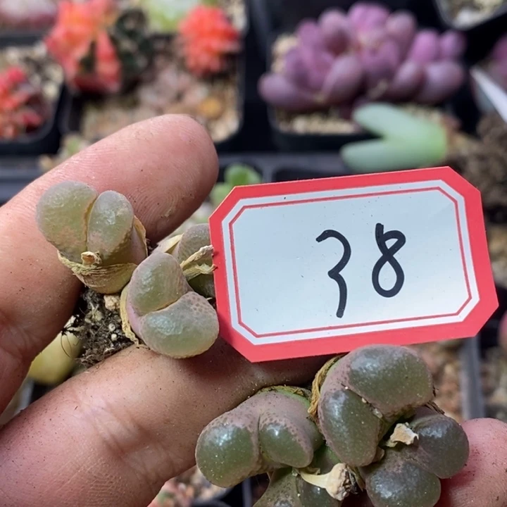 咳****?568689999989999998