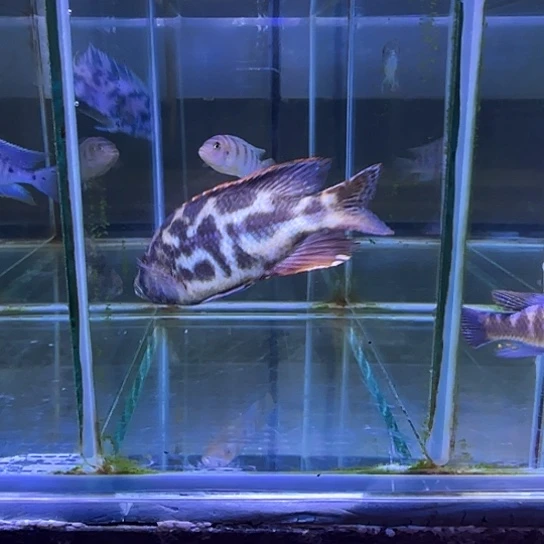 2***磅海水鱼151号11111111