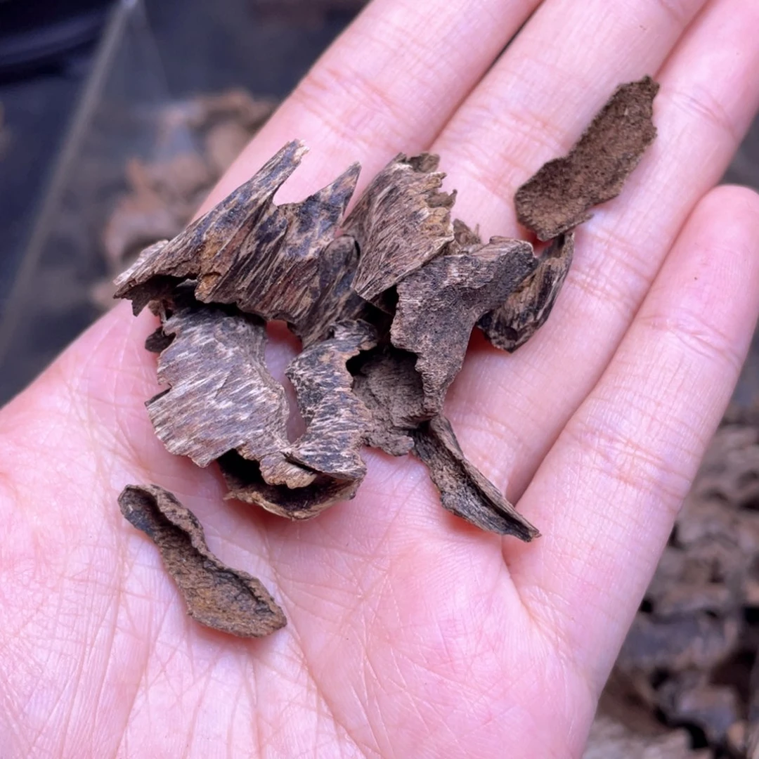 4.2克海南尖峰鸡母虫漏