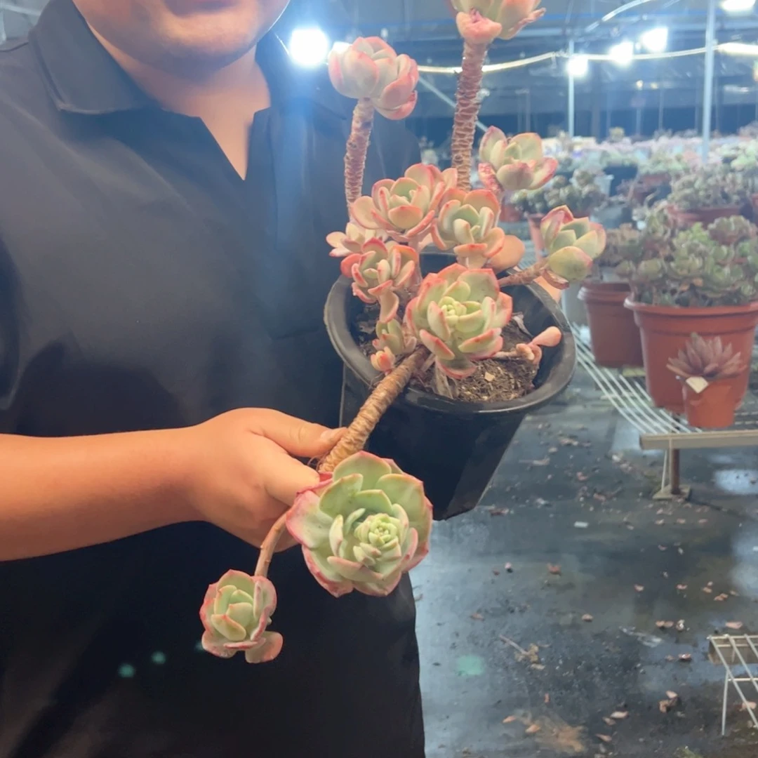 白月光高桩老桩，230杯