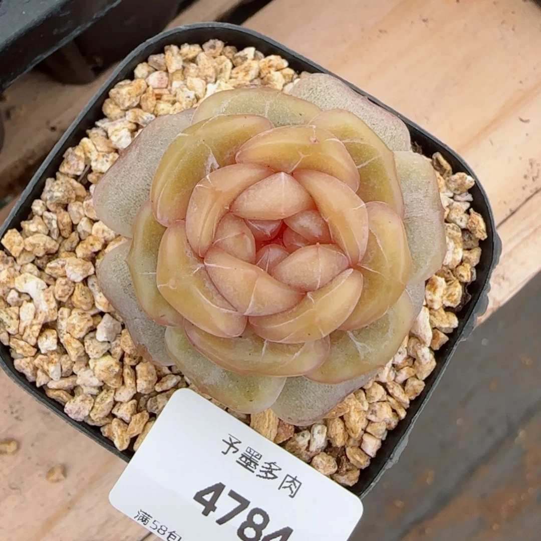 糖璃，4784多肉植物