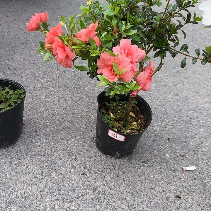 杜鹃盆景杜鹃老桩用****318