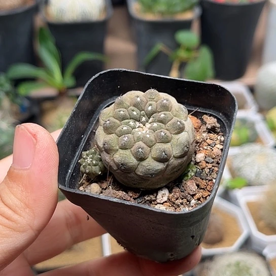 无花朵蜥蜴皮自根