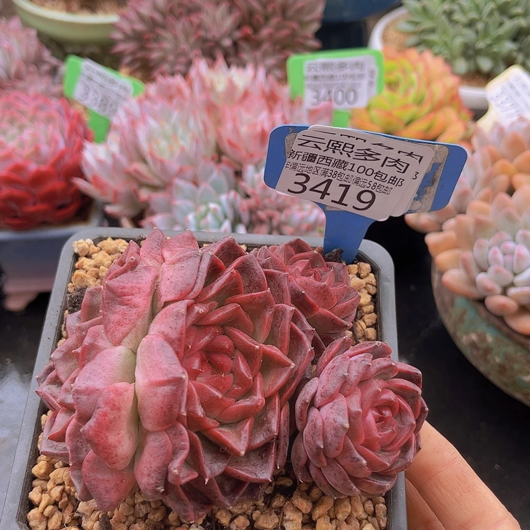 3419摩卡多肉植物