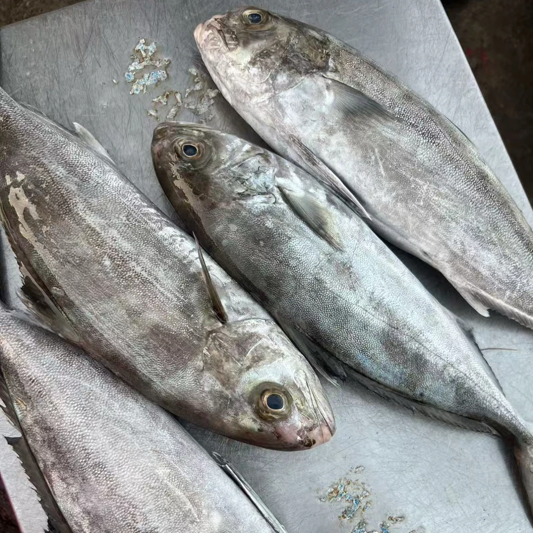 ［同城闪送］野生油甘鱼 黄尾狮鱼