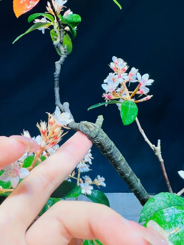 意境海岛春花盆景(一物一拍）