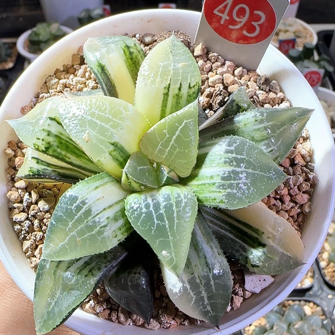 493号实生寿锦一物一拍带盆土