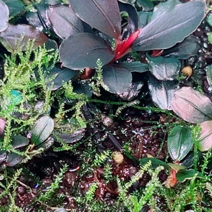 无花朵福利辣椒榕扶摇后悔