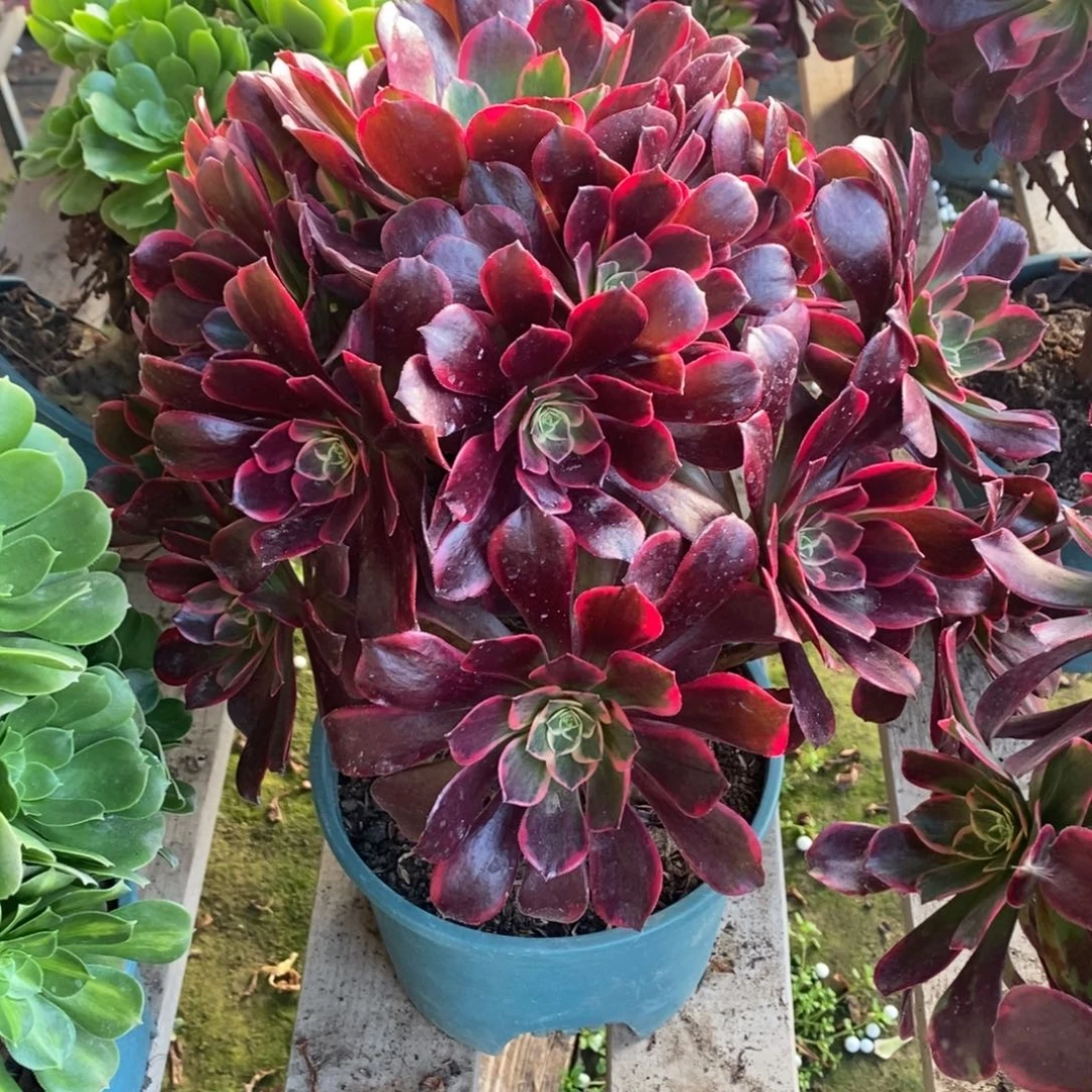 1505号多肉1颗多肉多肉