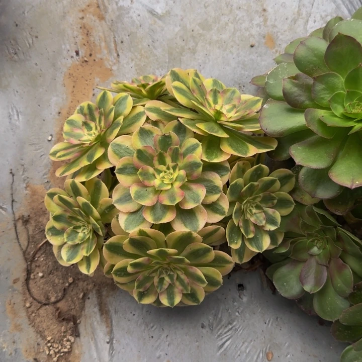 倾城一物一拍393。