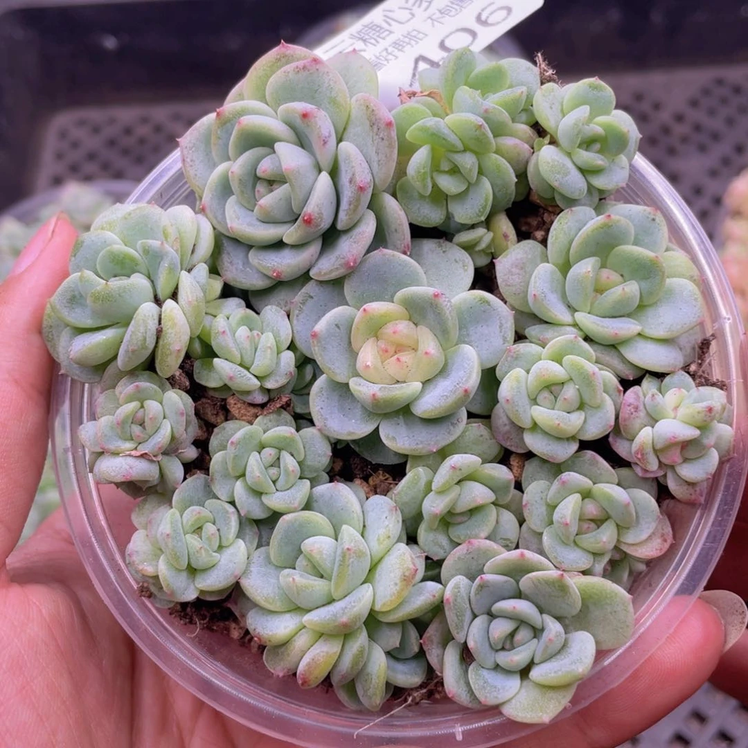 云糖心多肉植物406