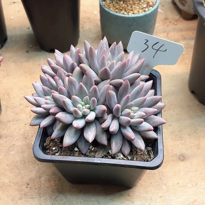 多肉植物，红蜻蜓34号