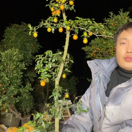 无花朵金弹子庭院原生品种