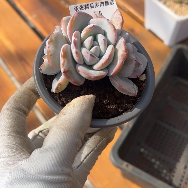 张张精品多肉甄选155