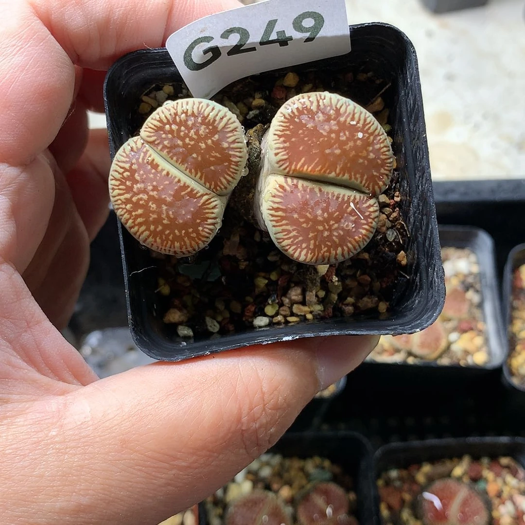 ?G249多肉植物保护