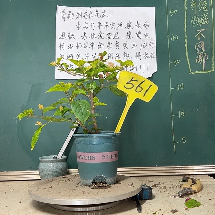 当前无花栽培后可以开花斑红樱561