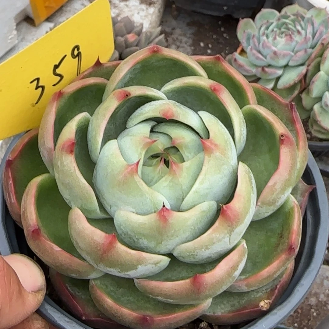 勺型玫瑰惊鸿一物一拍包装收缩花旱359