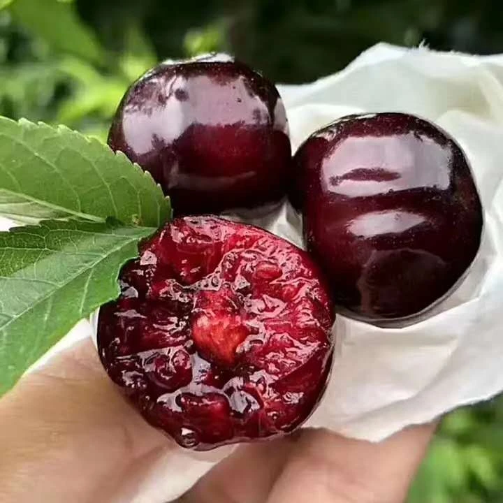 【海运车厘子】精心挑选新鲜车厘子5斤3J车厘子拉宾斯